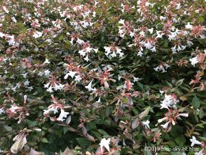 アベリアの花言葉 花期や種類は アベリアの花 画像 歩道 街路樹