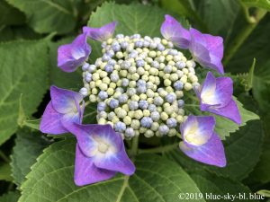 あじさいの種類と花言葉 紫陽花の季節は 剪定と挿し木 英語で