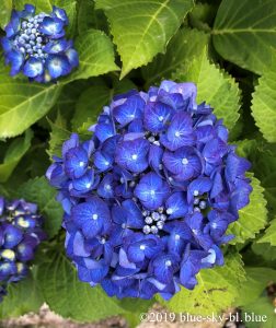 あじさいの種類と花言葉 紫陽花の季節は 剪定と挿し木 英語で
