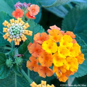 ランタナの花 種類と育て方は 花言葉や画像 実や種 花期はいつ