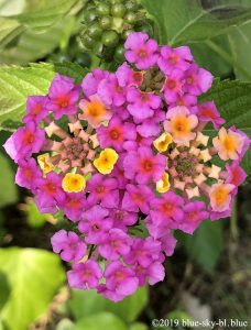 ランタナの花 種類と育て方は 花言葉や画像 実や種 花期はいつ