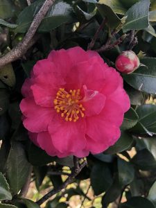 サザンカ 山茶花 の花 花言葉 季節 英語で何 さざんかの画像も
