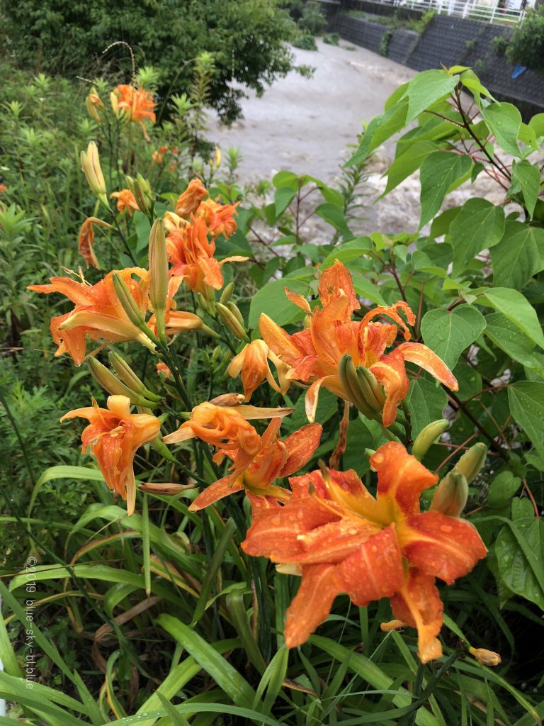 ヤブカンゾウ〈ワスレナグサ〉オレンジ色の花・画像・花言葉・食べ方