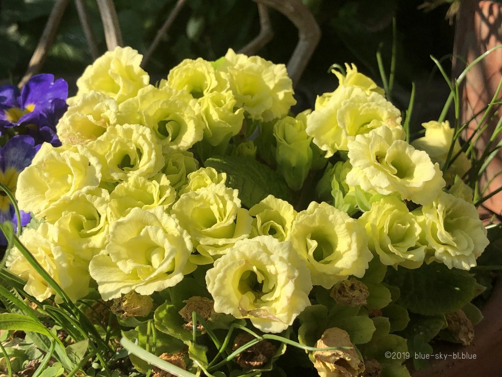 ジュリアン花の育て方と花言葉は 種類 いろいろな色の花 英語で