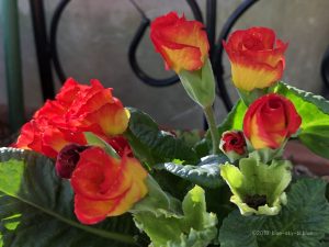 ジュリアン花の育て方と花言葉は 種類 いろいろな色の花 英語で