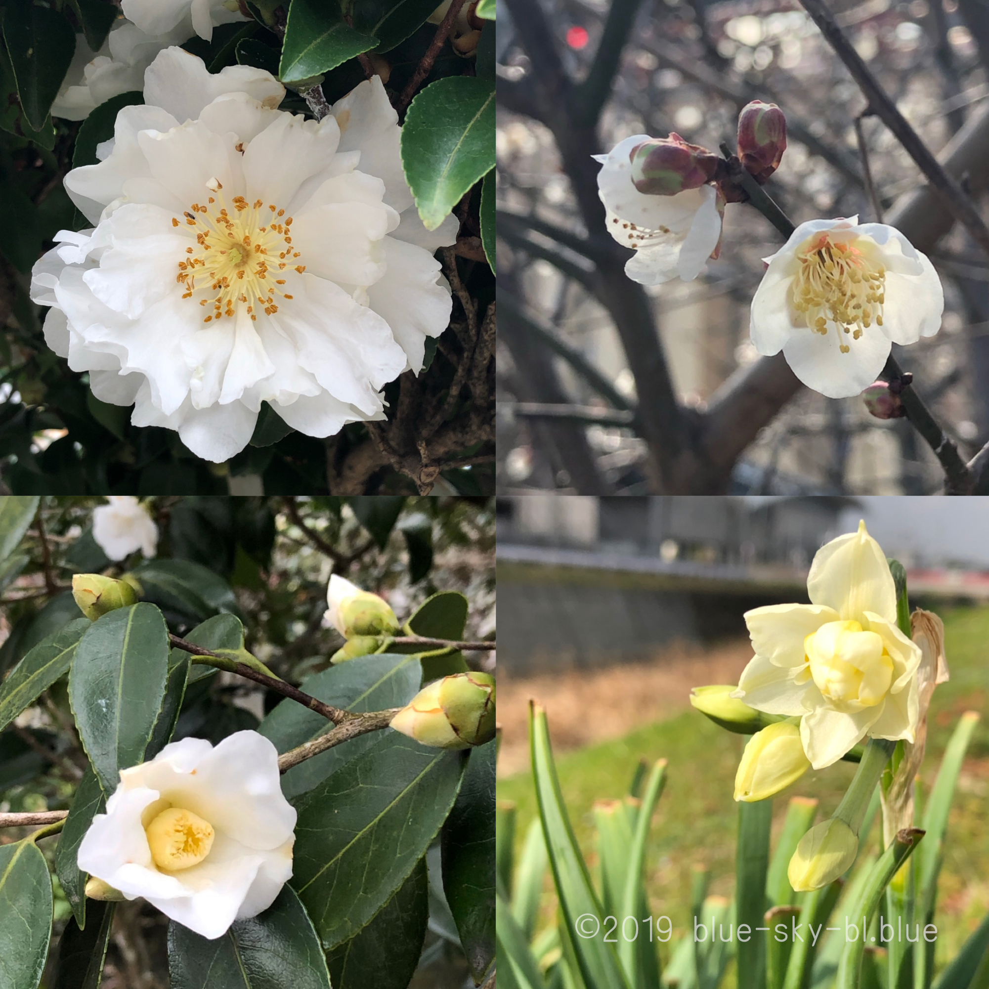 白い花の名前と咲く木 頃 冬 画像と花言葉 白色とは 英語で何