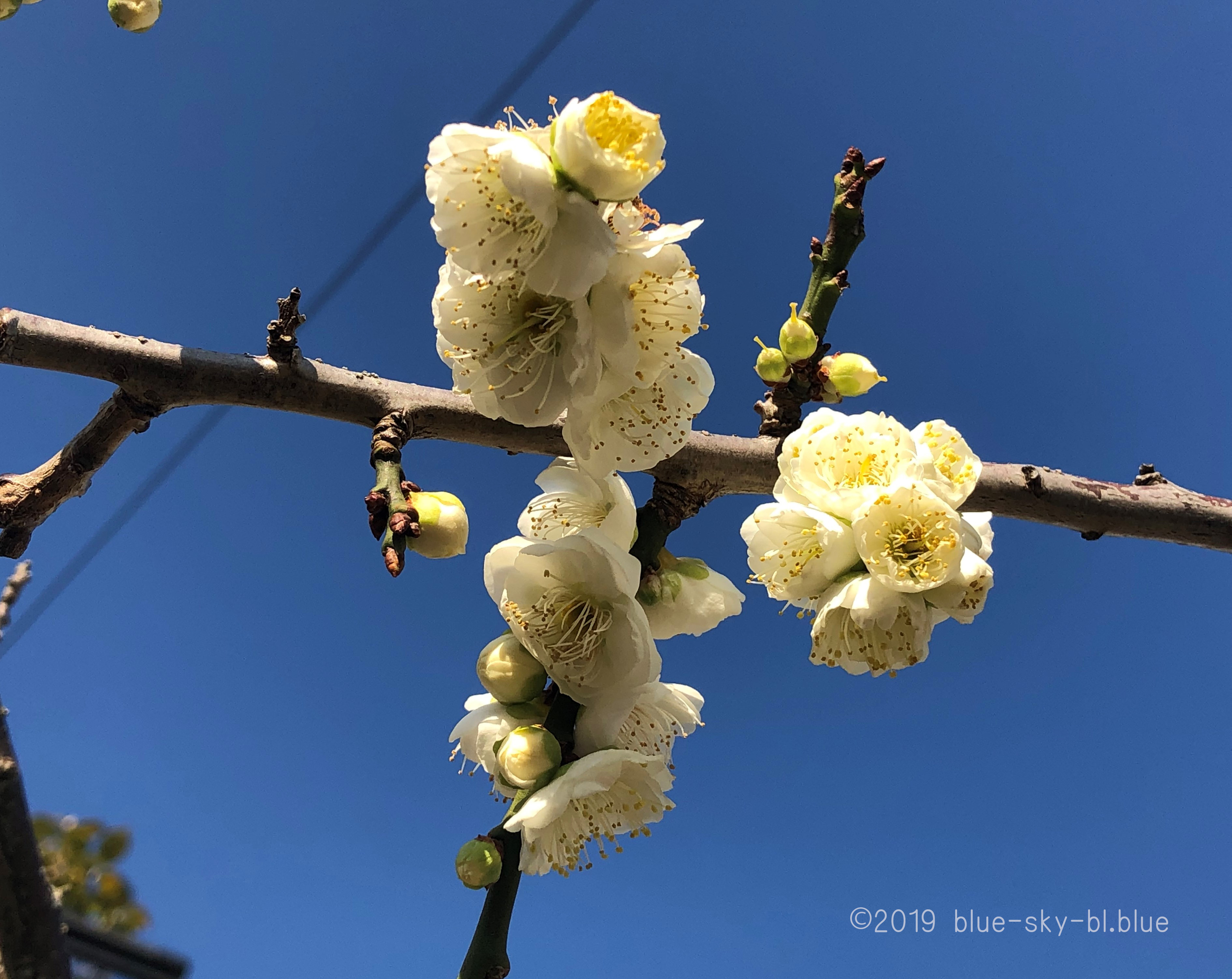梅の花が満開で綺麗 美しい画像と動画 梅に鶯 うぐいす ことわざ意味