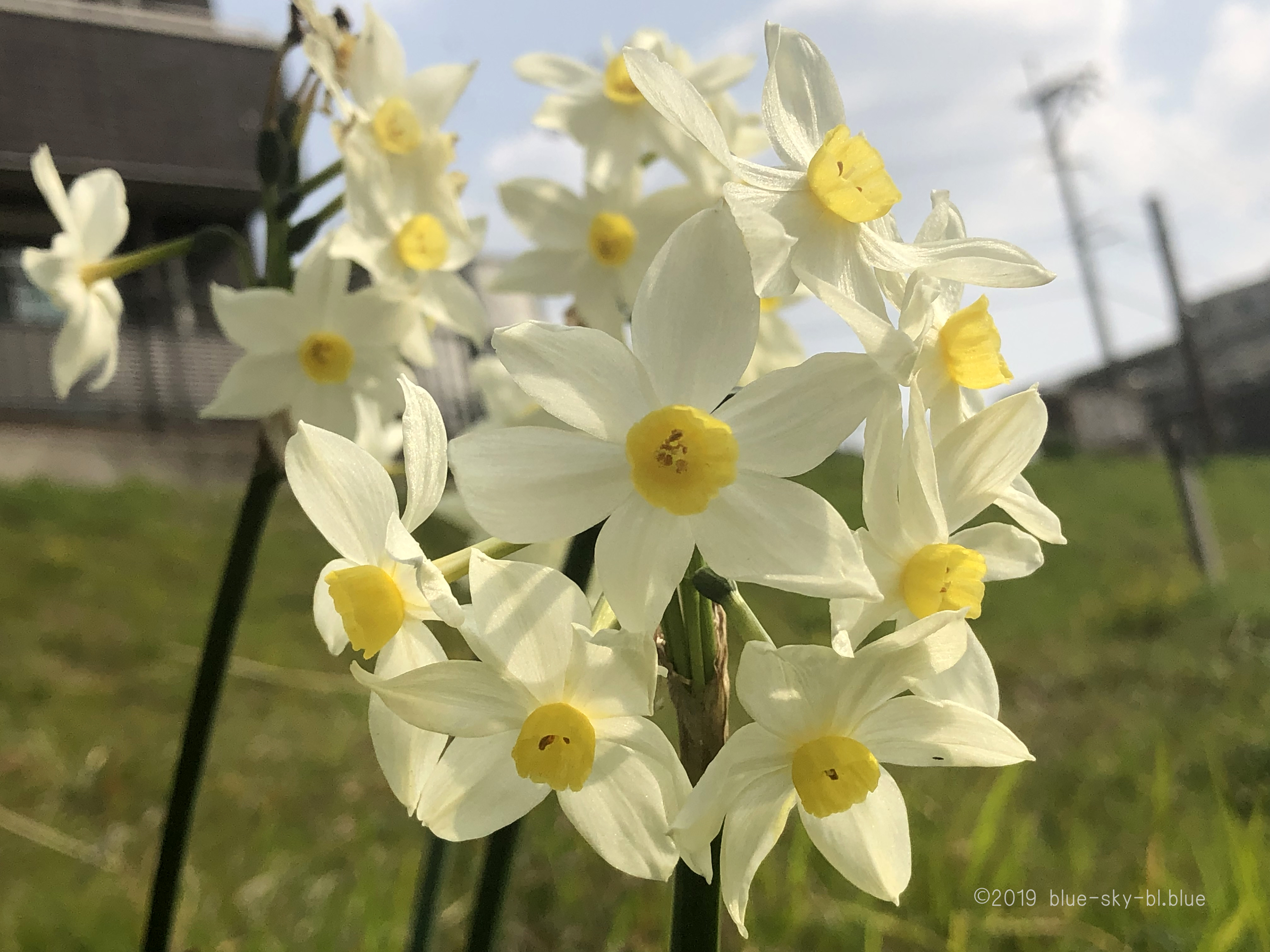 春に咲く花 水仙 白い 黄色い花の画像 河川敷に美しく咲く癒し動画