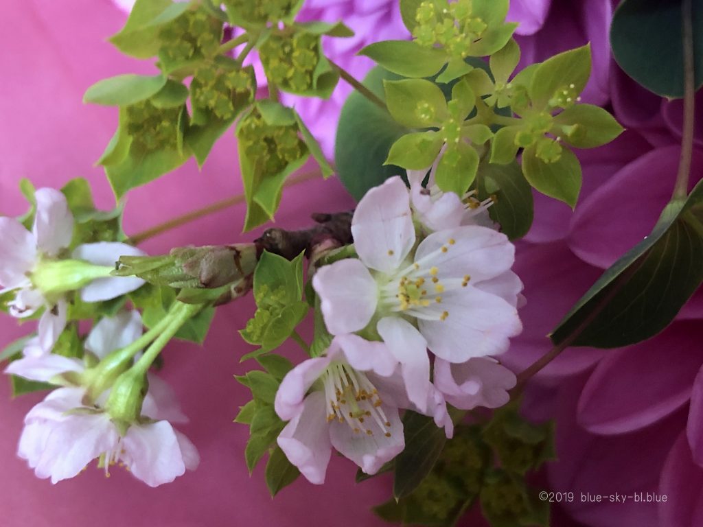 50 春 ピンク 花 最高の花の画像