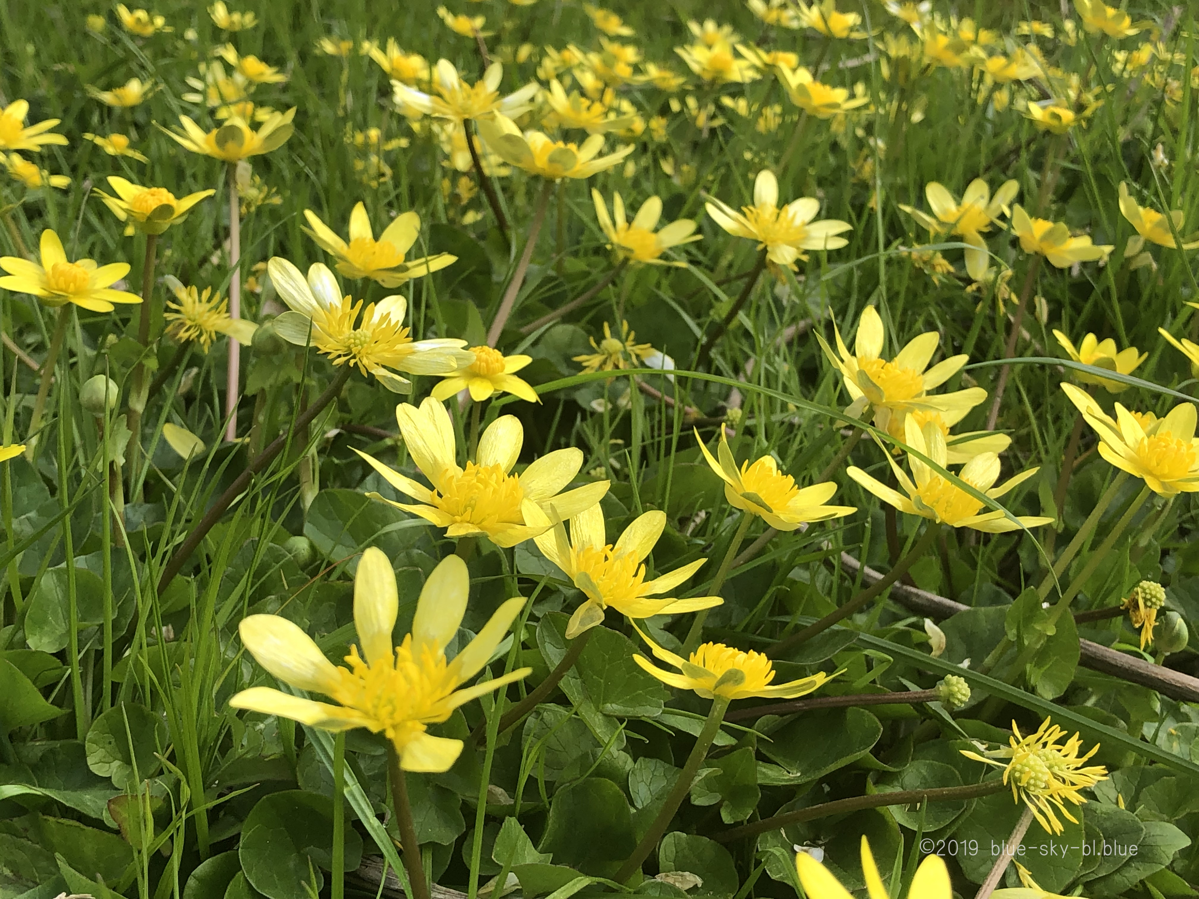 春の黄色い花 姫リュウキンカ 姫立金花 花言葉と4ｋ映像 河原の風景