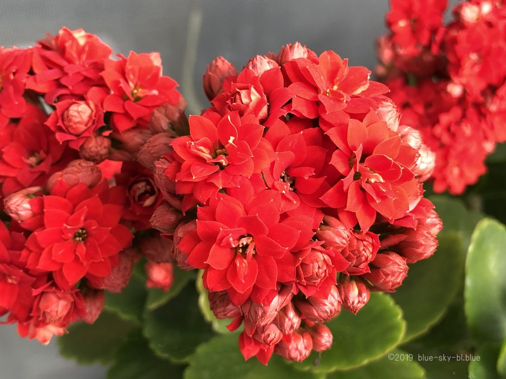 春の花カランコエの種類 多肉植物 可愛い花と葉の特徴 画像 綺麗