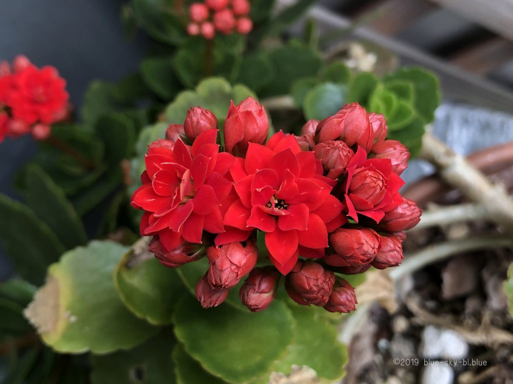 春の花カランコエvol2 育て方 素敵な花言葉 可愛い花 画像 綺麗