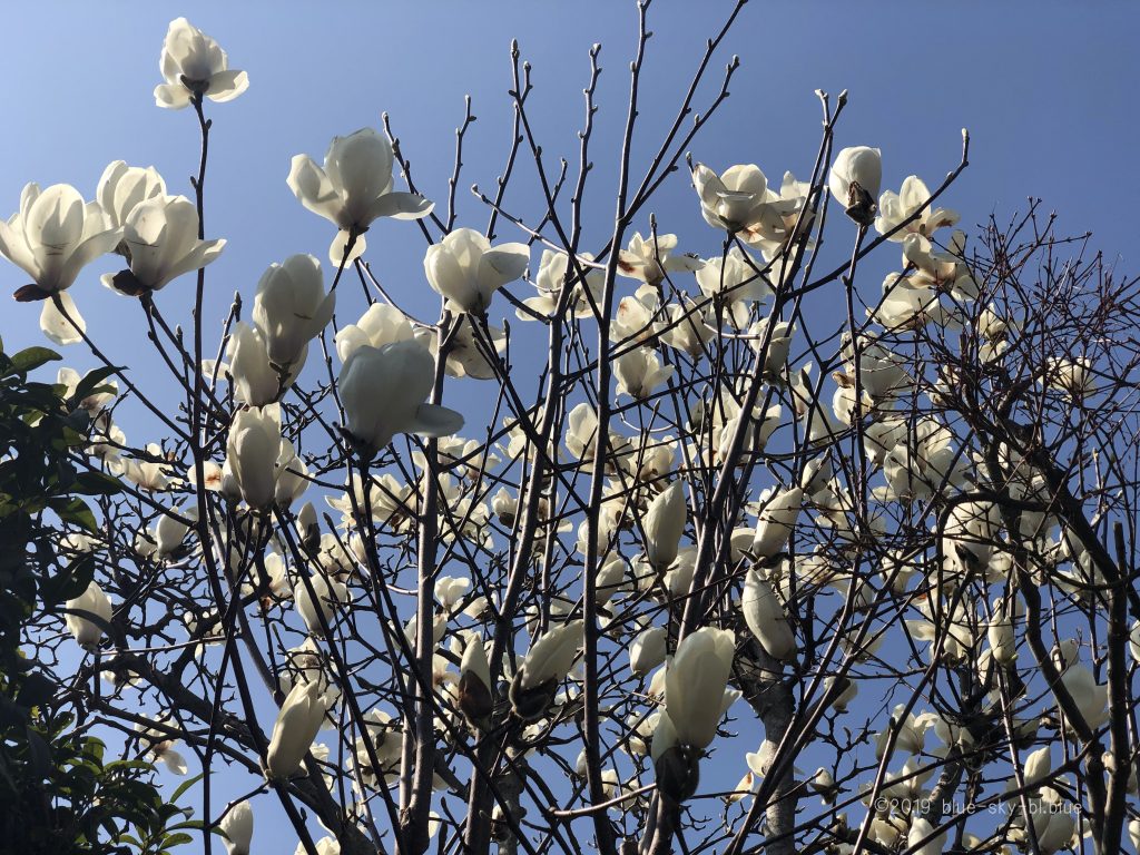 白木蓮 ハクモクレン の花言葉とこぶしとの違いは 花の季節は 英語