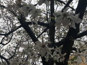 白木蓮 ハクモクレン の花言葉とこぶしとの違いは 花の季節は 英語