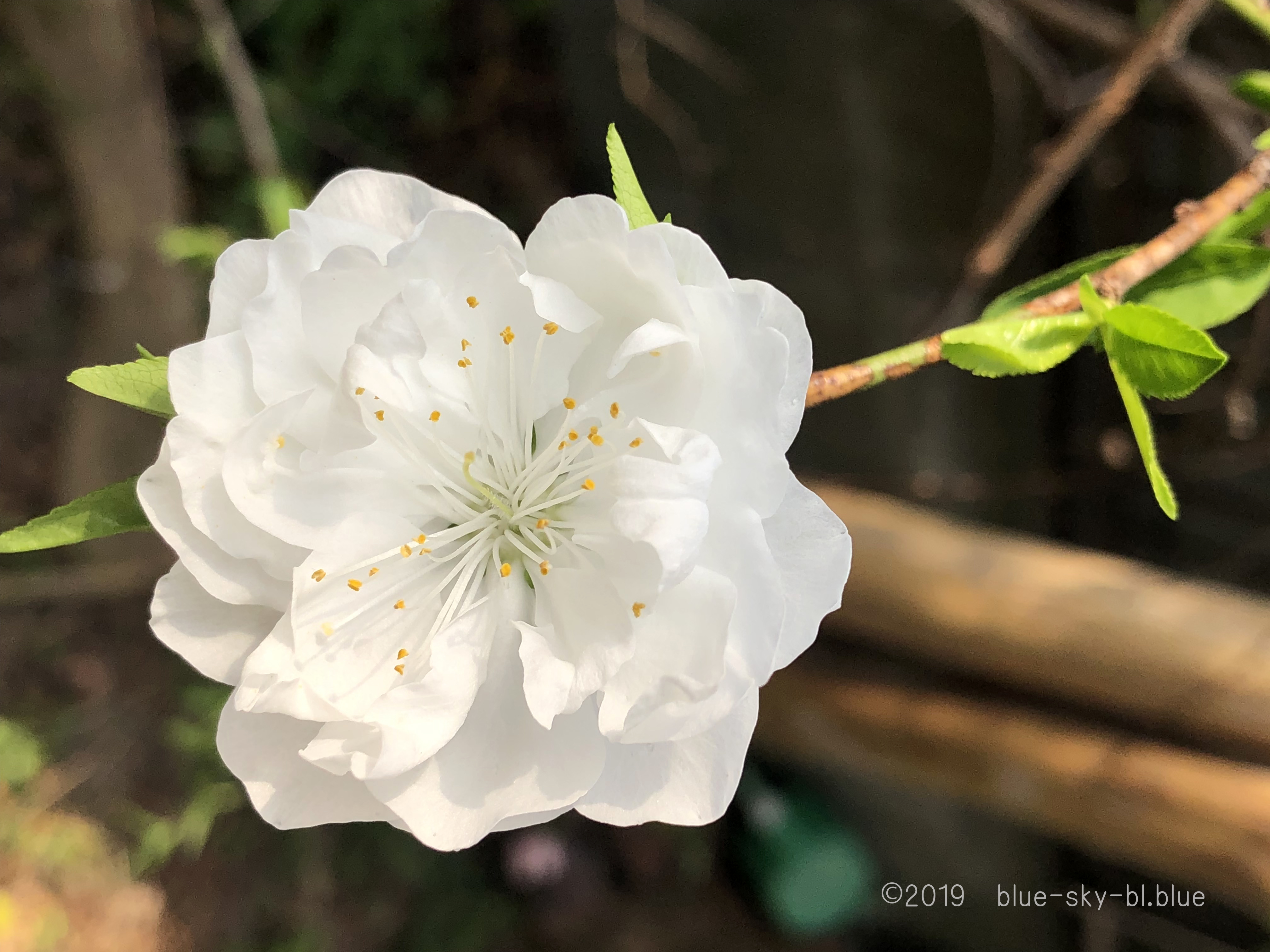 桃の花の花言葉と特徴 季節 時期 枝垂れ桃 白い花 の画像 英語で