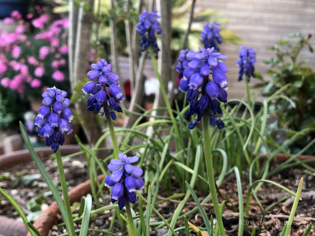 ムスカリの花言葉と英語では何 ブルー 青い のまるい可愛い花の画像
