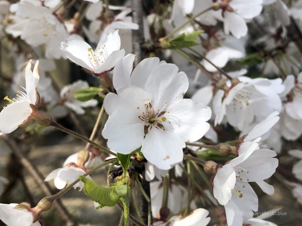 桜 さくら の花言葉と淡いピンク色の美しい可愛い画像と映像 英語で