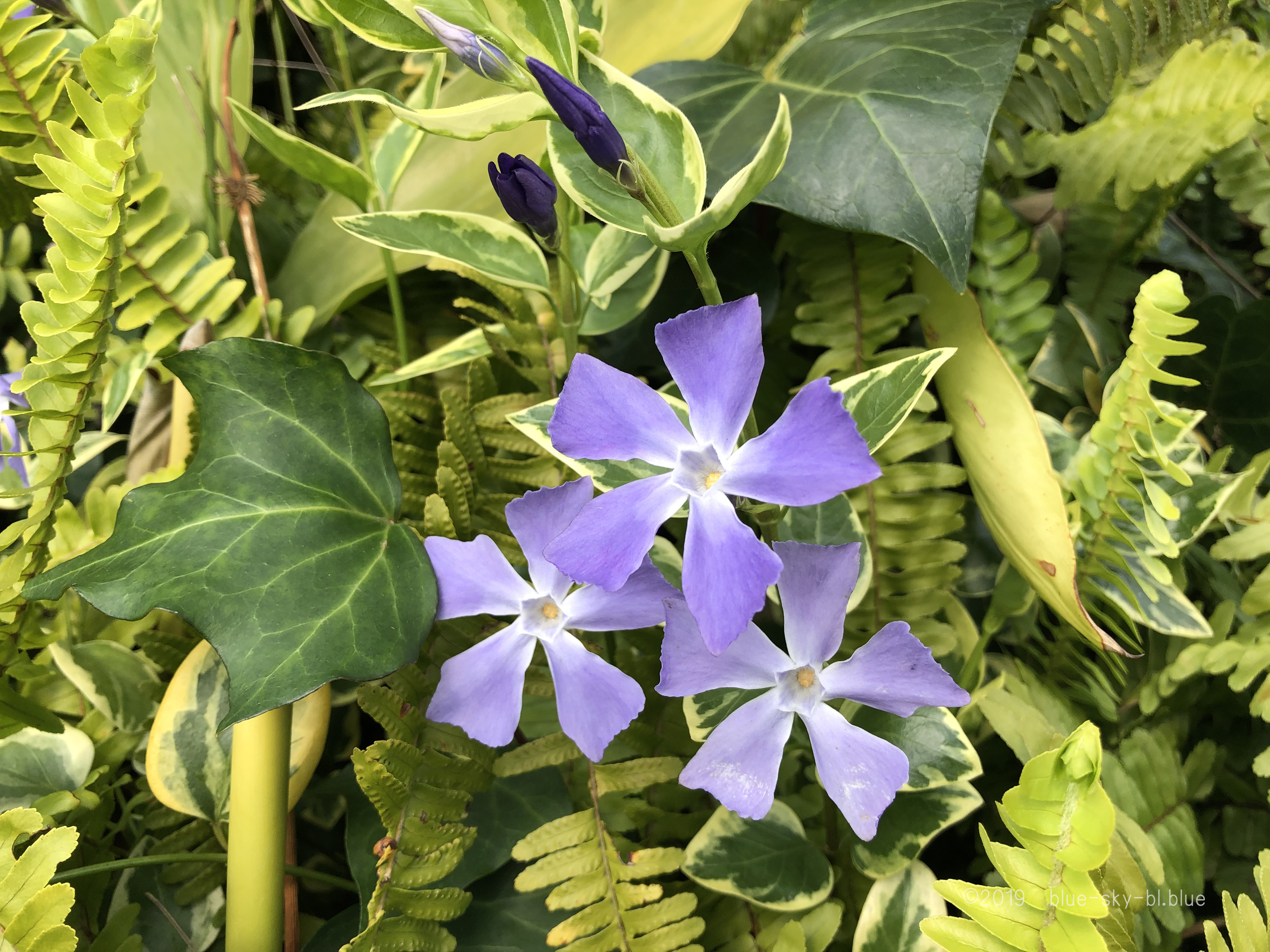 ツルニチニチソウの花言葉と青い花の開花時期 育て方と特徴 英語で
