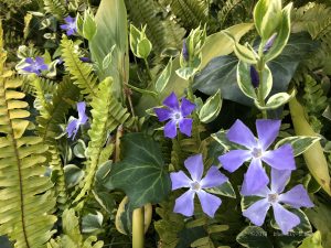 ツルニチニチソウの花言葉と青い花の開花時期 育て方と特徴 英語で