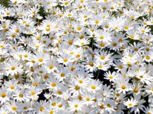 マーガレットの花言葉由来と育て方 白い花の季節と画像 英語で何