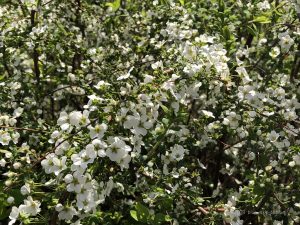 35 小さい 白い 花 木