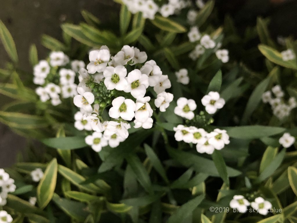 白い小さな可愛い花(春)が咲く植物の名前と花言葉・種類と画像・英語