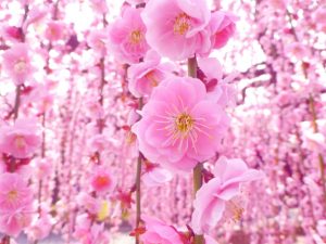 春のピンク 桃色 の花たち 花言葉 綺麗な可愛い幸せな画像 英語で