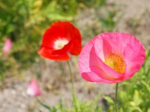 ポピー ヒナゲシ の花言葉 オレンジ 赤 ピンクの花 シード 英語