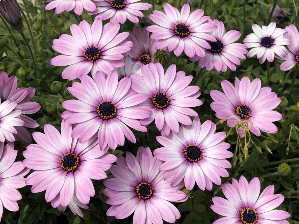 ピンクの花 ディ モルフォセカの花言葉と育て方 綺麗な画像 英語