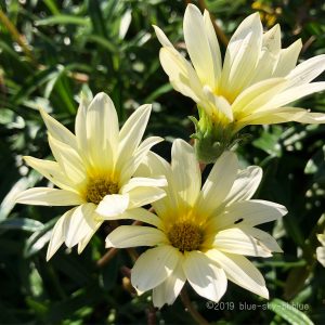 ユニークガザニア 花言葉 怖い すべての美しい花の画像