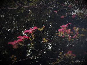ハナミズキの花言葉と花の色 種類 時期と特徴 画像 写真 歌詞 英語