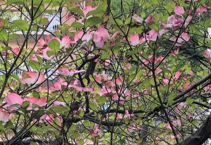 ハナミズキの花言葉と花の色 種類 時期と特徴 画像 写真 歌詞 英語