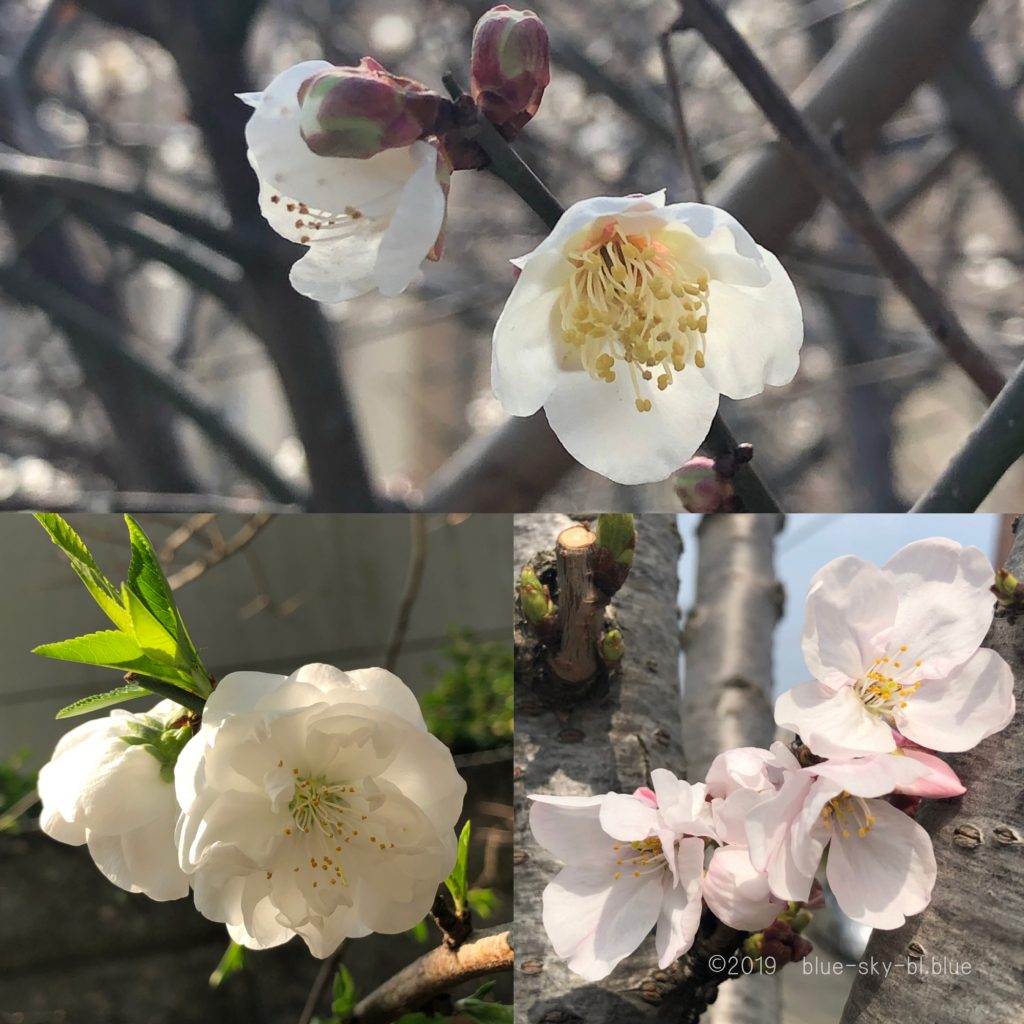 梅と桃と桜の花の見分け方と特徴と違い 花びらと幹の形の比較まとめ
