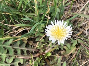 シロバナタンポポの花言葉と由来 珍しい花の特徴 画像 英語で何