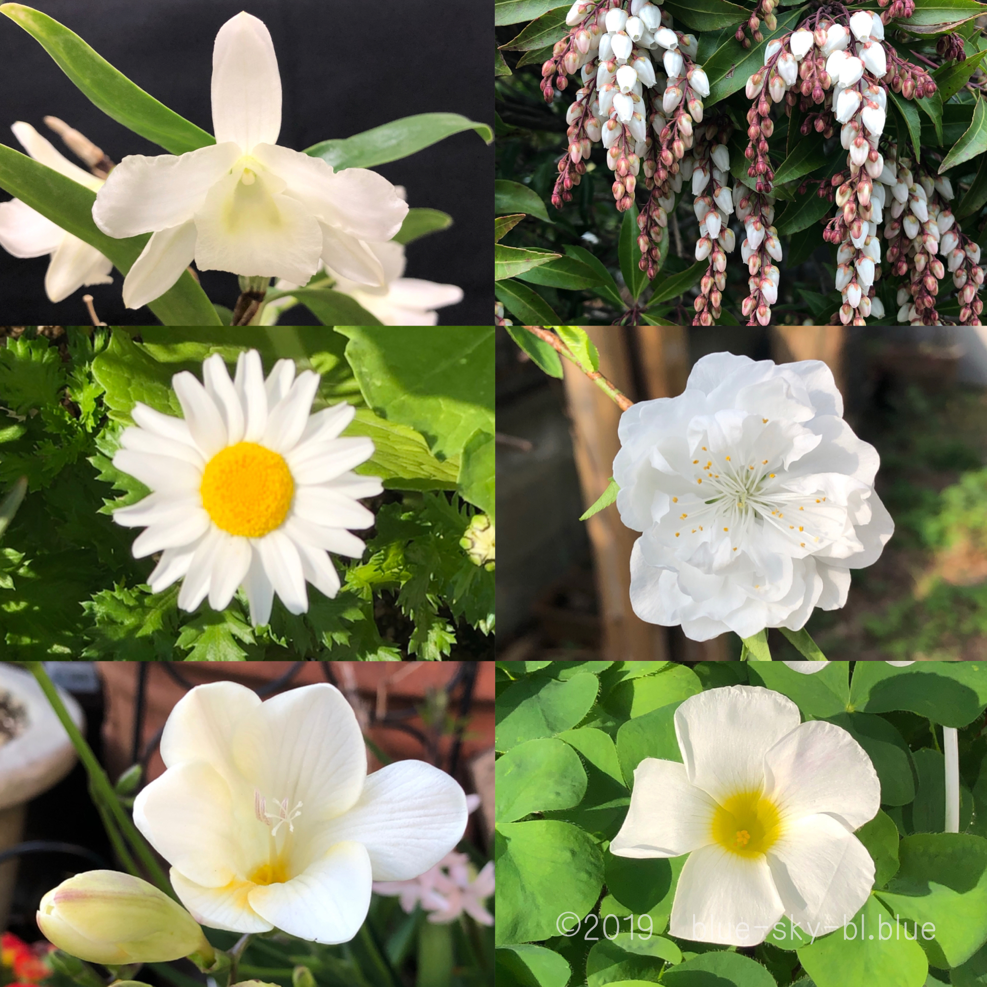 白い花の名前と咲く木 頃 春 花言葉と綺麗な画像まとめ 英語で何
