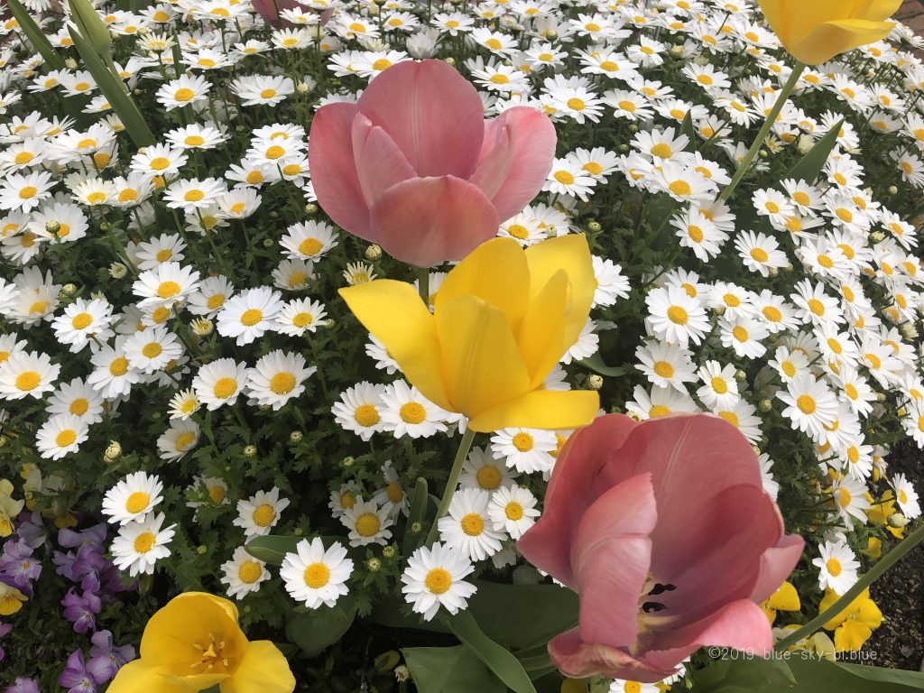 春の可愛い花たちの名前 花のある風景 画像 写真 高画質 と花言葉