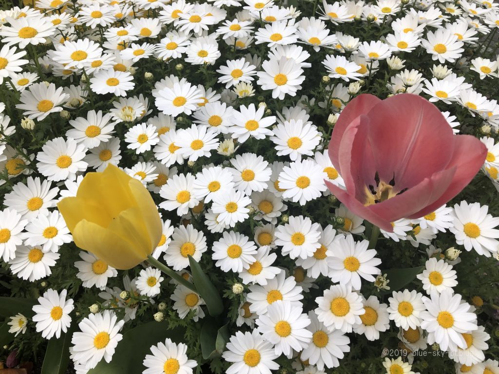 春の可愛い花たちの名前 花のある風景 画像 写真 高画質 と花言葉