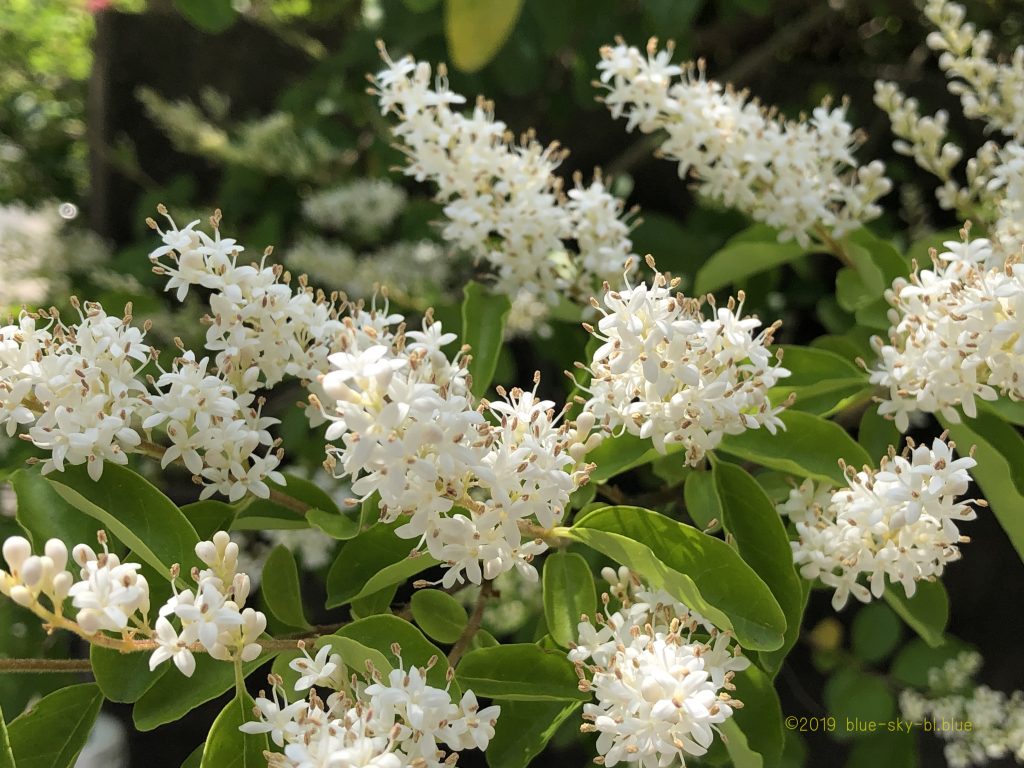 初夏に咲く美しい白い花たちの植物の名前と花言葉 種類と画像 英語