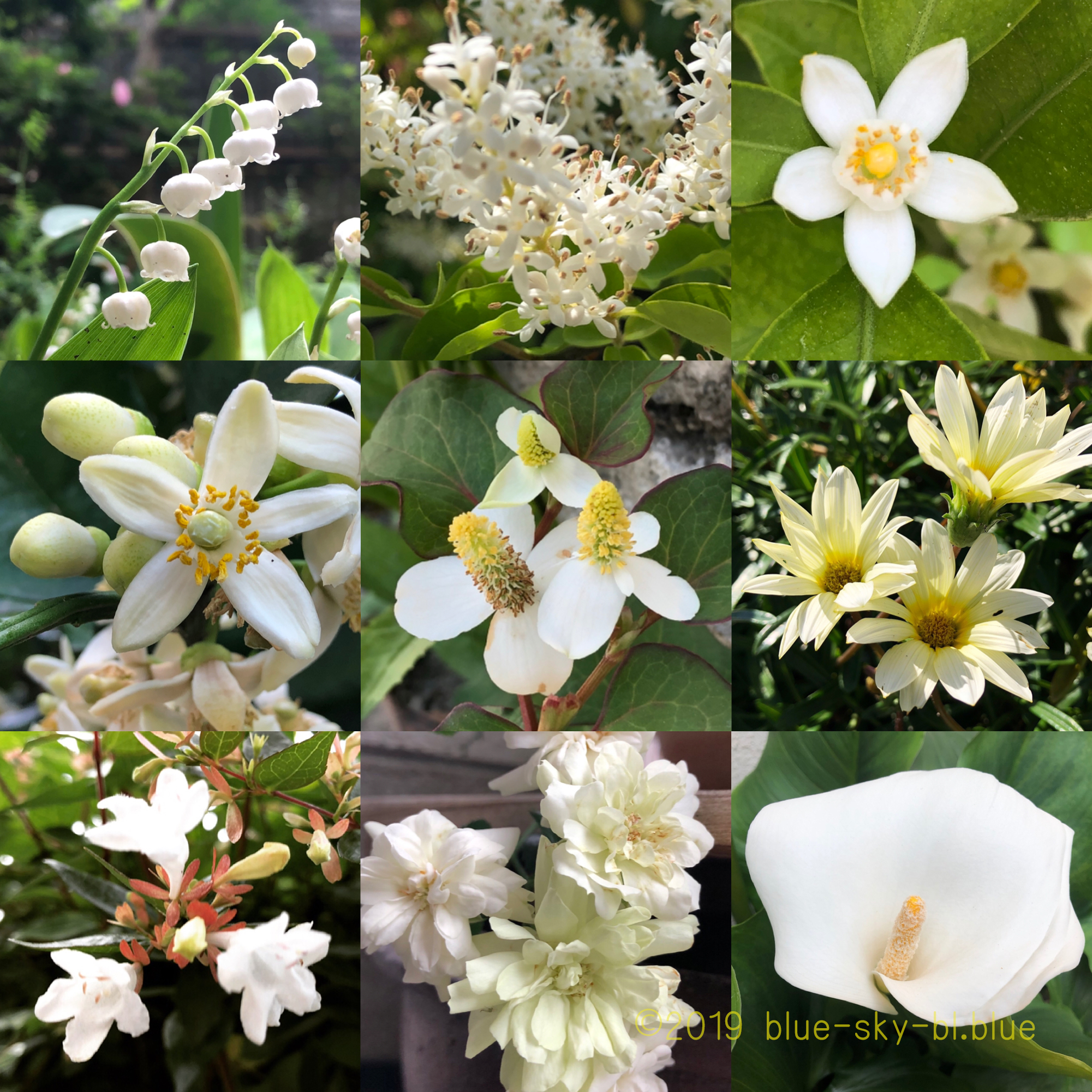 初夏に咲く美しい白い花たちの植物の名前と花言葉 種類と画像 英語