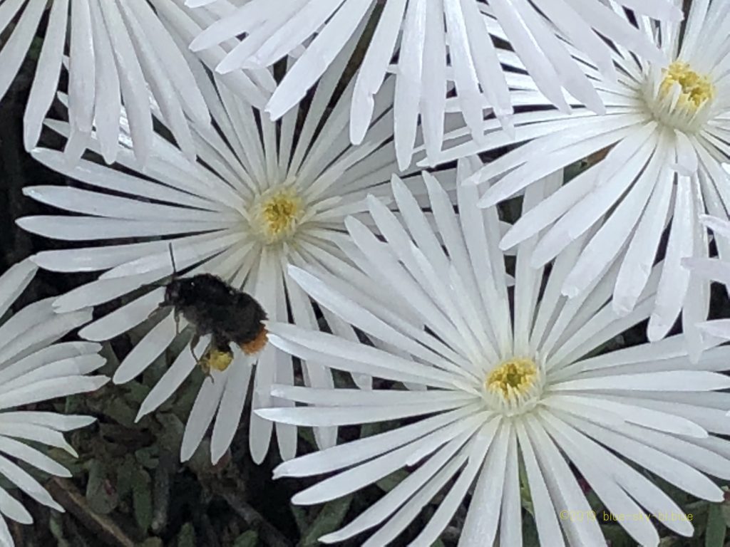 初夏に咲く美しい白い花たちの植物の名前と花言葉 種類と画像 英語