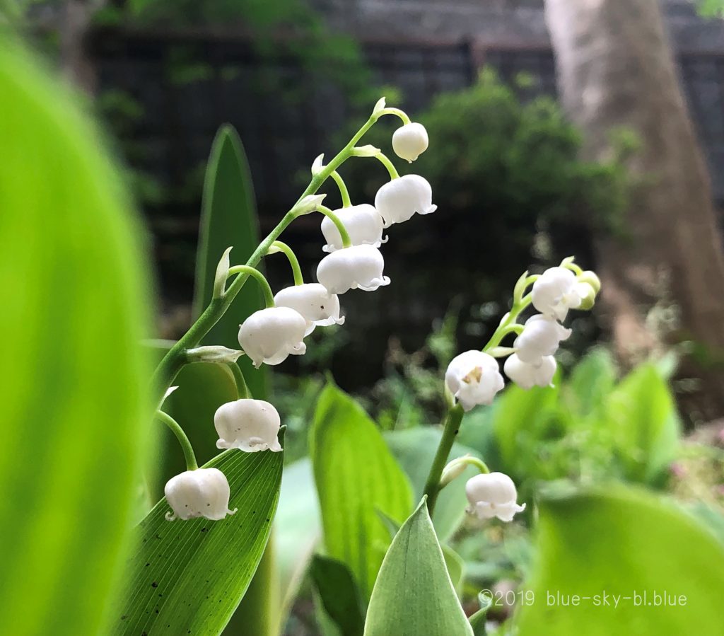 すずらん 鈴蘭 の花言葉と育て方 白い可愛い花の画像 写真 英語で