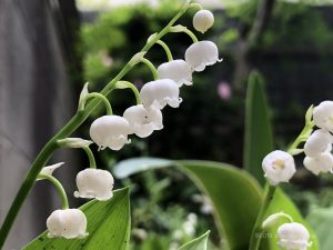 すずらん 鈴蘭 の花言葉と育て方 白い可愛い花の画像 写真 英語で