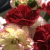 カーネーションの花言葉（色別）母の日・育て方・花の画像・英語で？