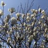 白木蓮(ハクモクレン)の花言葉とこぶしとの違いは？花の季節は？英語