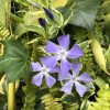 ツルニチニチソウの花言葉と青い花の開花時期・育て方と特徴・英語で
