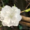 桃の花の花言葉と特徴(季節・時期)枝垂れ桃(白い花)の画像・英語で？