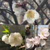 梅と桃と桜の花の見分け方と特徴と違い・花びらと幹の形の比較まとめ