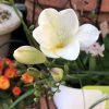 フリージアの花言葉(色別)と由来・育て方と花の季節-時期・香水-英語