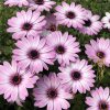[ピンクの花]ディ モルフォセカの花言葉と育て方・綺麗な画像・英語