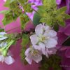 春のピンク(桃色)の花たち・花言葉・綺麗な可愛い幸せな画像・英語で